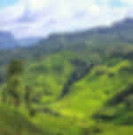 Kandy Tea Plantation Tour
