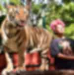 Tiger Kingdom Phuket- Small Tiger With Private Transfers