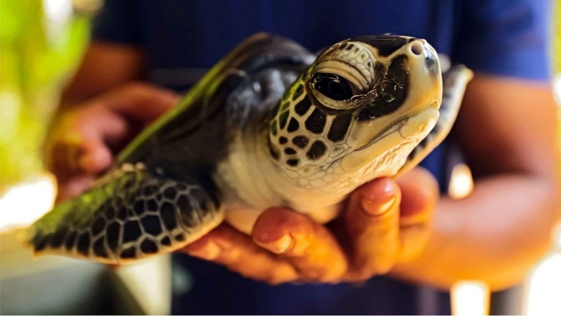 Turtle Hatchery Farm (25 Min)