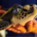 Turtle Hatchery Farm (25 Min)