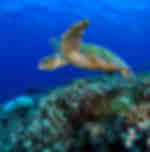 Turtle Hatchery Farm- Entrance Fee 3 USD Per Person Pay Directly