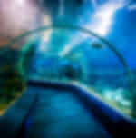 SeaWorld Yas Island, Abu Dhabi (Pass for 1 day) - Ticket only