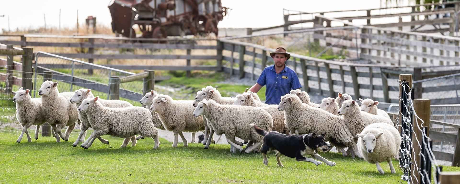 Walter Peak High Country Farm Tour and Cruise from Queenstown