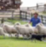 Walter Peak High Country Farm Tour and Cruise from Queenstown