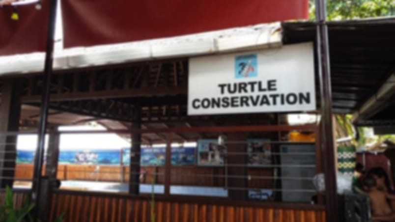 Turtle Conservation Center Sanur Visit