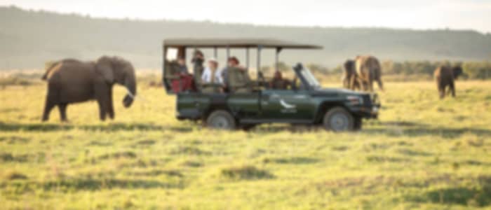 Full Day Game Viewing Safari