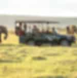 Full Day Game Viewing Safari