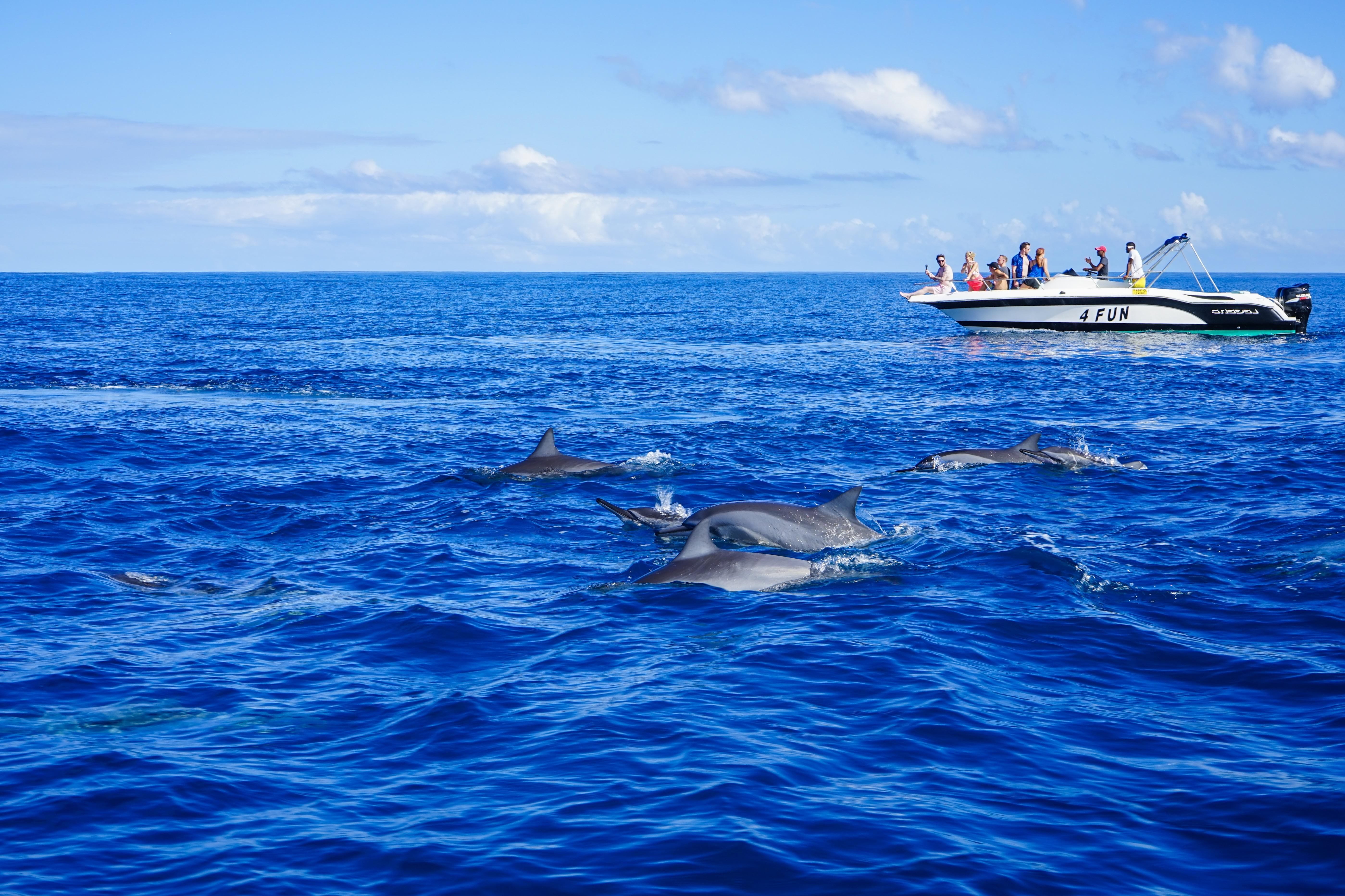 Combo Casela Entry and Dolphin Watching With Shared Transfers