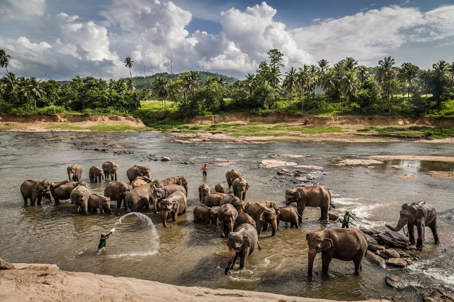 Colombo to Kandy Day Excursion with Pinnawala Elephant Orphanage, Peradeniya Botanical Gardens, Temple of the Tooth Relic and Cultural Show – A Day of Wildlife, Nature and Culture