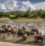 Colombo to Kandy Day Excursion with Pinnawala Elephant Orphanage, Peradeniya Botanical Gardens, Temple of the Tooth Relic and Cultural Show – A Day of Wildlife, Nature and Culture