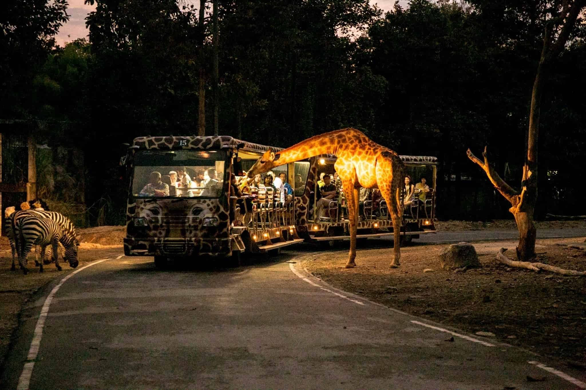 Chiang Mai-Night Safari (Min 2 Pax) (Shared Transfer)