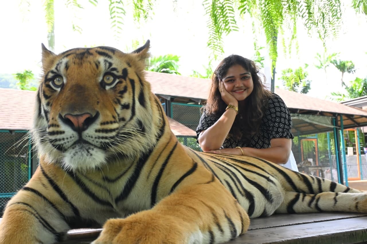 Pattaya-Tiger Park Big Tiger (Entry with Private Transfer) (Over 15 years. 160 cm+)