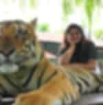 Pattaya-Tiger Park Big Tiger (Entry with Private Transfer) (Over 15 years. 160 cm+)