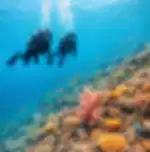Scuba Diving 1x Dive At Nusa Dua With Shared Transfers