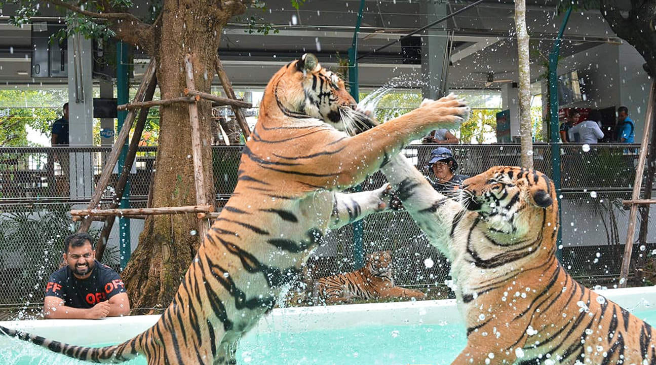 Pattaya Tiger Park Experience with Private Transfer (En Route to Bangkok) - Tiger Park Small Tiger