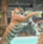 Pattaya Tiger Park Experience with Private Transfer (En Route to Bangkok) - Tiger Park Small Tiger