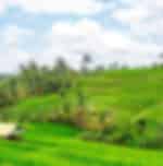 Taman Ayun, Bedugul Twin Lakes, Jatiluwih Rice Terraces & Tanah Lot