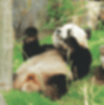 Adelaide City Tour with Zoo entry & cruise