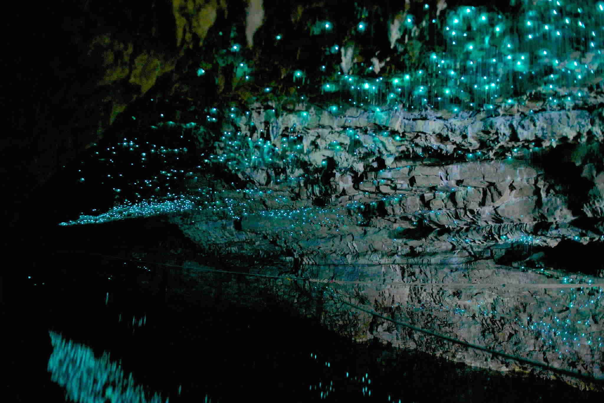 Waitomo and Hobbiton Experience - One Way Trip to Auckland from Rotorua