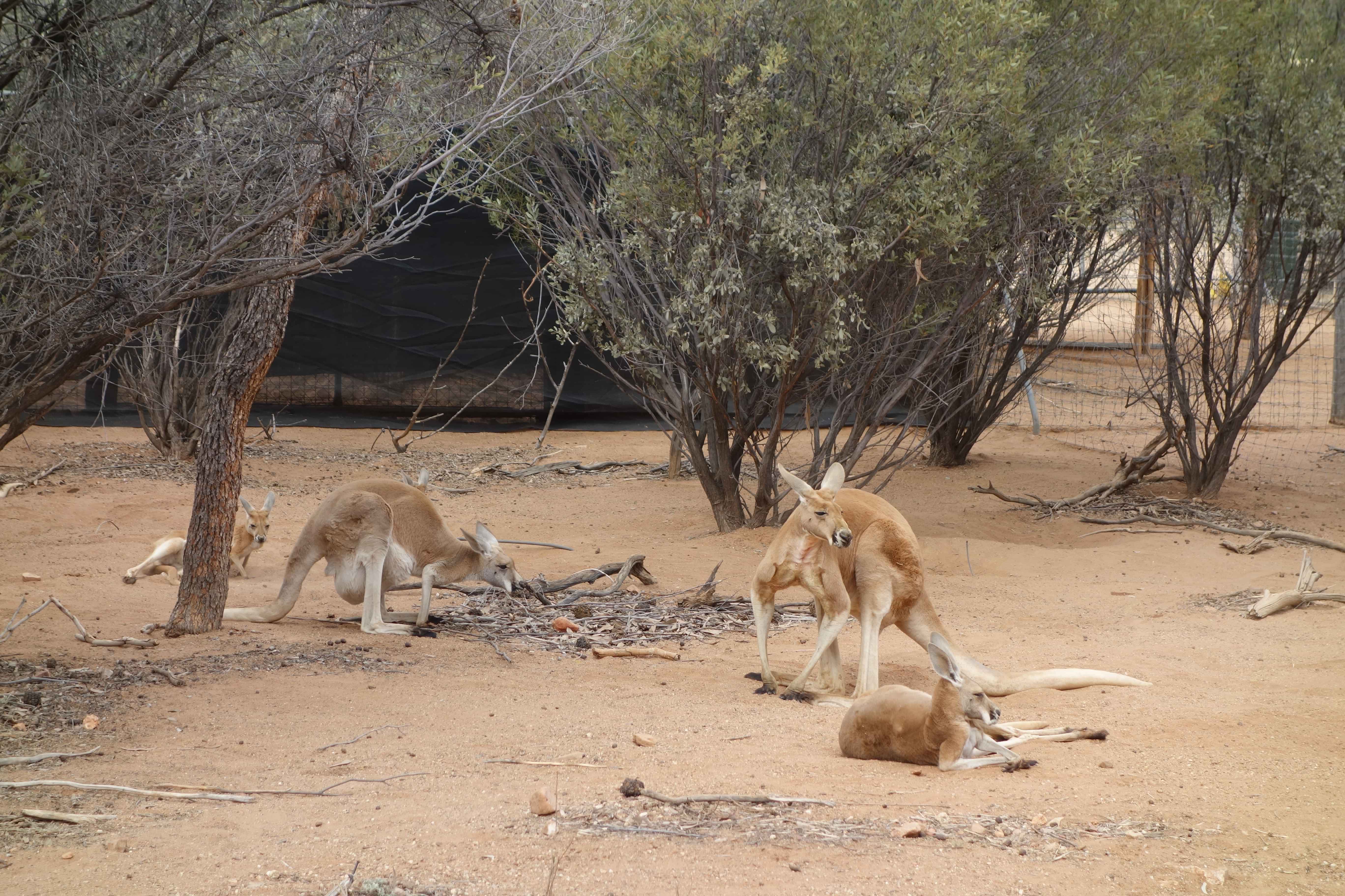 Ayers Rock Day Trip from Alice Springs Including Uluru, Kata Tjuta and Sunset BBQ Dinner