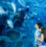 Explore the Dubai Aquarium & Underwater Zoo