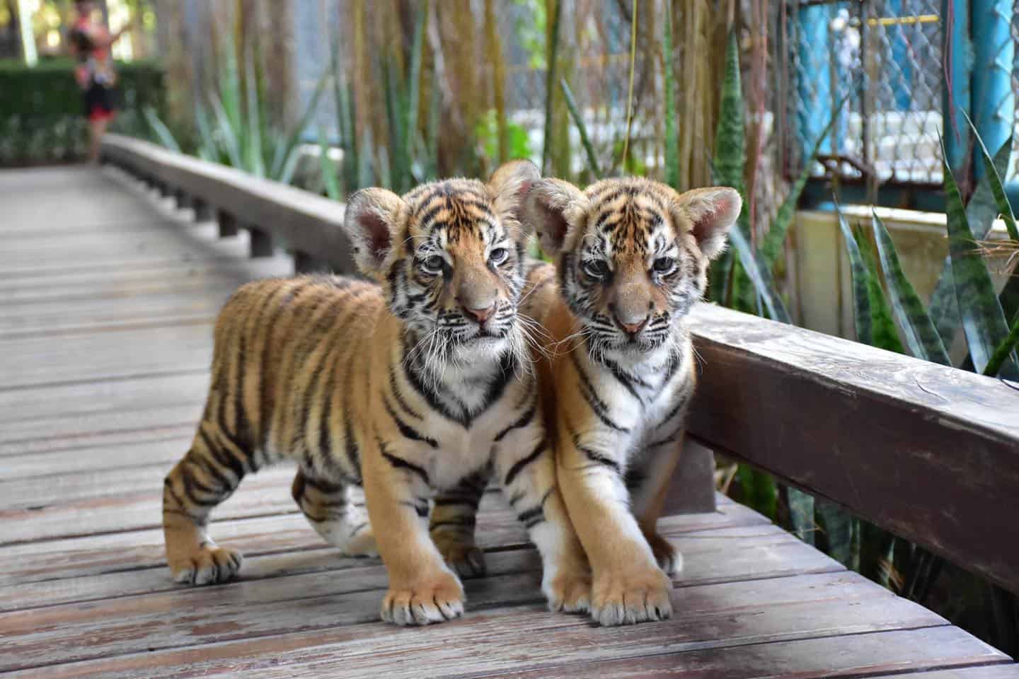 Pattaya-Tiger Park Smallest Tiger (Entry with Private Transfer) (Available for all ages.)