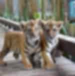 Pattaya-Tiger Park Smallest Tiger (Entry with Private Transfer) (Available for all ages.)