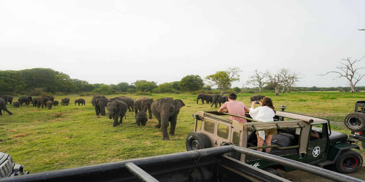 Minneriya National Park safari from Dambulla