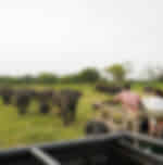 Minneriya National Park safari from Dambulla
