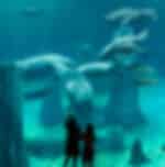River Wonders without ARQ Boat Ride with shared transfers