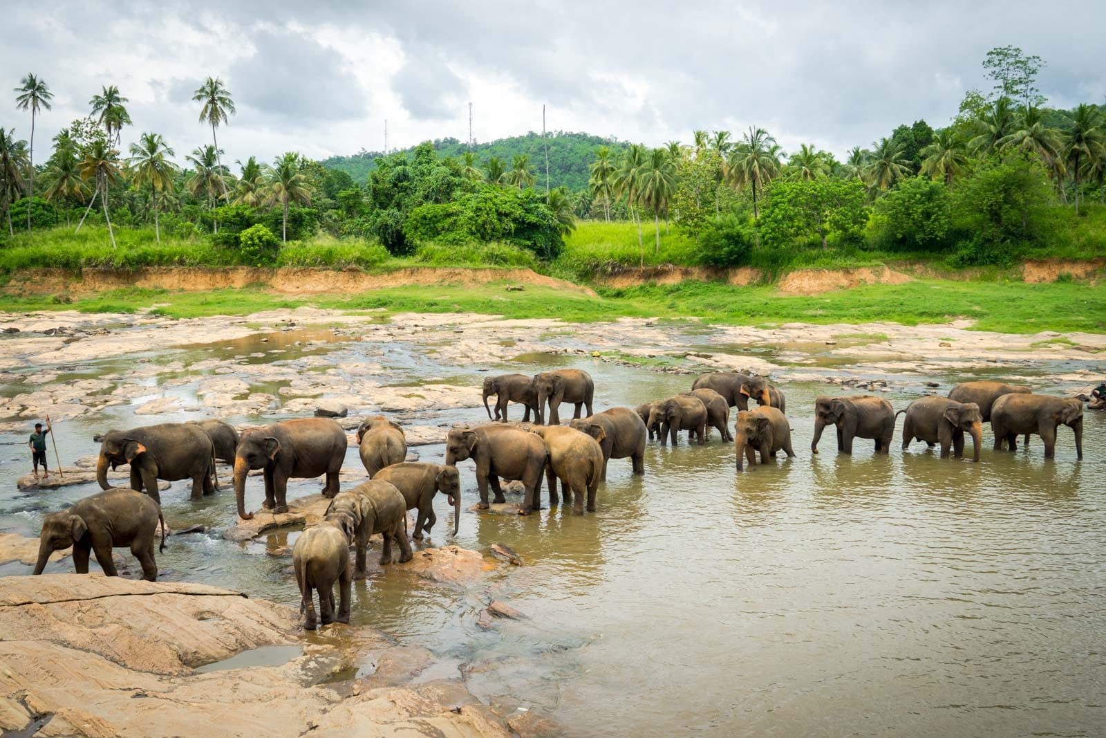 Pinnawala Elephant Orphanage Half-Day Visit