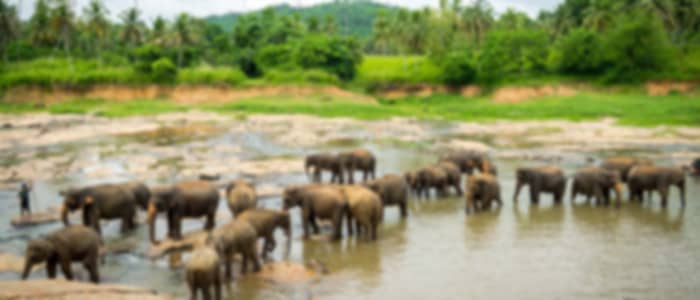 Pinnawala Elephant Orphanage Half-Day Visit