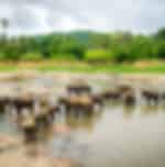 Pinnawala Elephant Orphanage Half-Day Visit