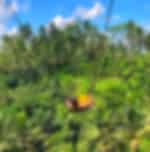 Bali Swing and Waterfall with Ubud Palace full day Ubud tour (Nt possible)