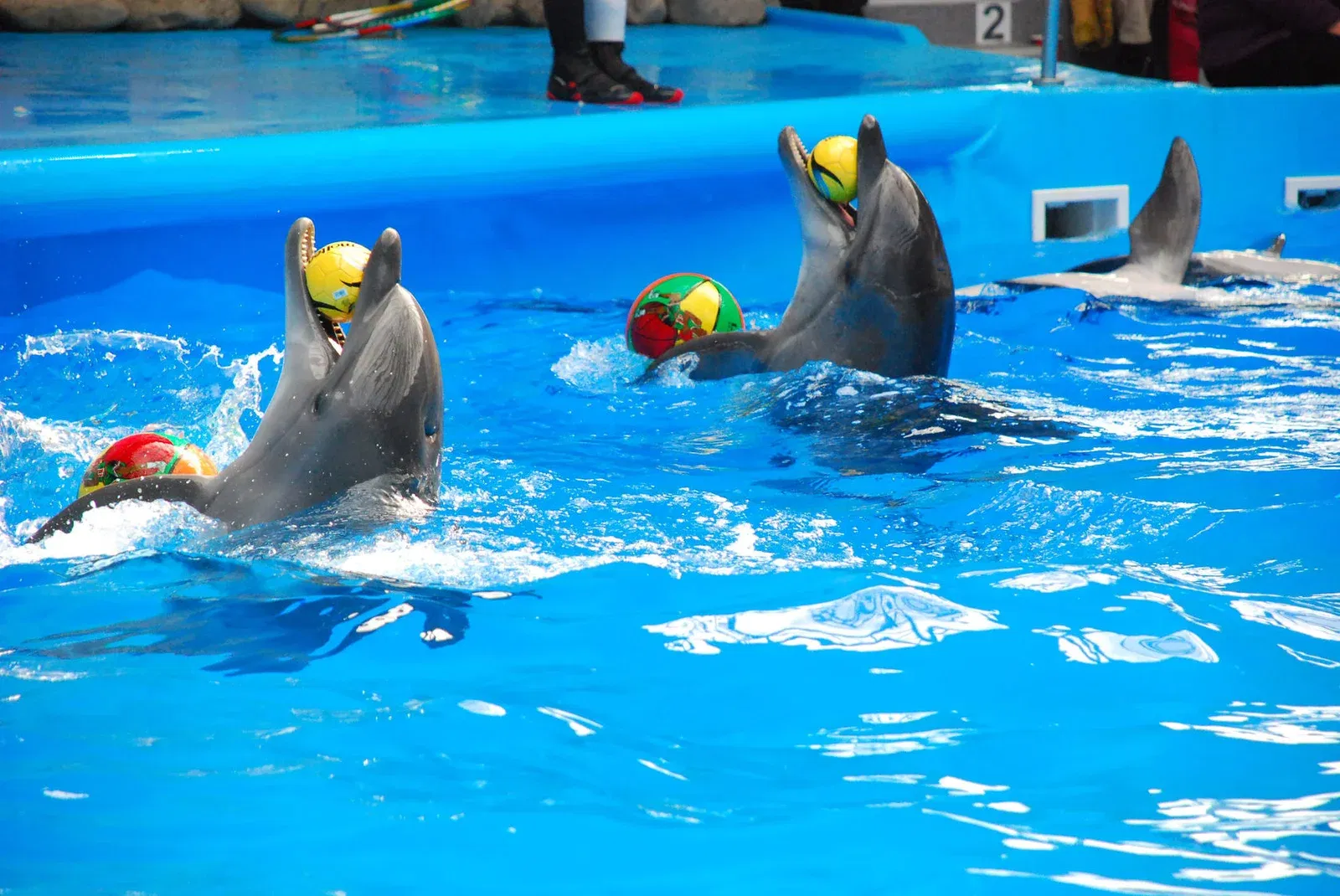 Phuket-Dolphins Bay - Regular Seat (Show with Private Transfer) (Closed on Monday) 