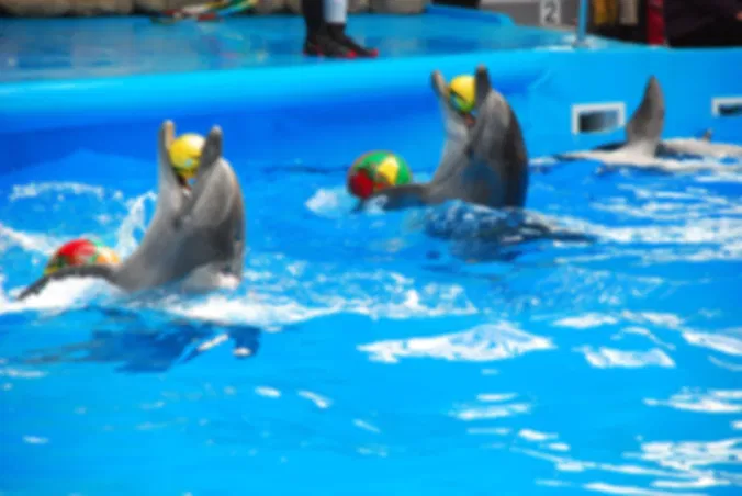 Phuket-Dolphins Bay - Regular Seat (Show with Private Transfer) (Closed on Monday)