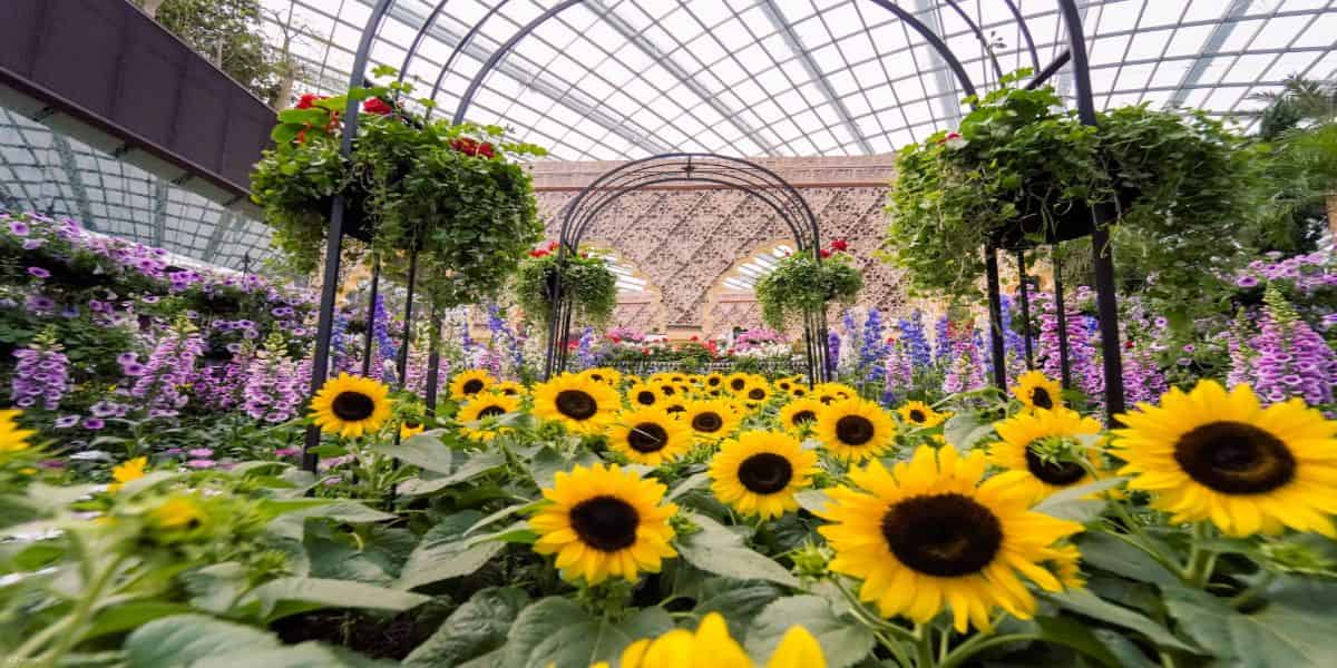 Gardens by the bay OCBC Skyway  Super tree observatory  Flower dome and Cloud Forest Ticket only