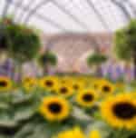 Gardens by the bay OCBC Skyway Super tree observatory Flower dome and Cloud Forest Ticket only