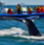 Big Whale Safari & Puffins