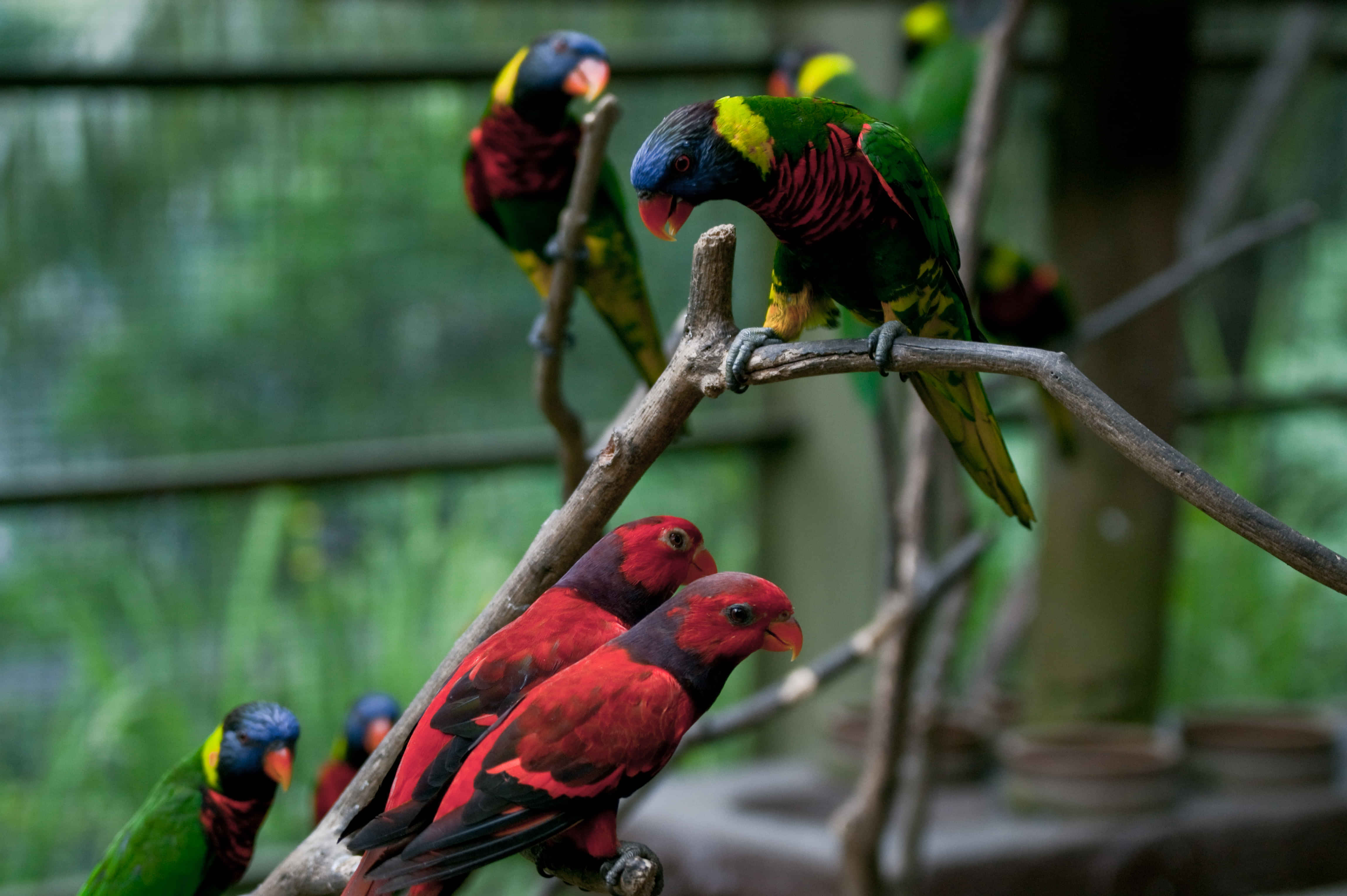 Kuala Lumpur Bird Park Admission with Transfer