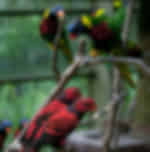 Kuala Lumpur Bird Park Admission with Transfer