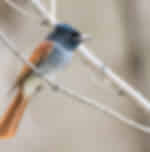 Singapore Bird Paradise with Shared Transfers (EX - Jurong Bird Park)