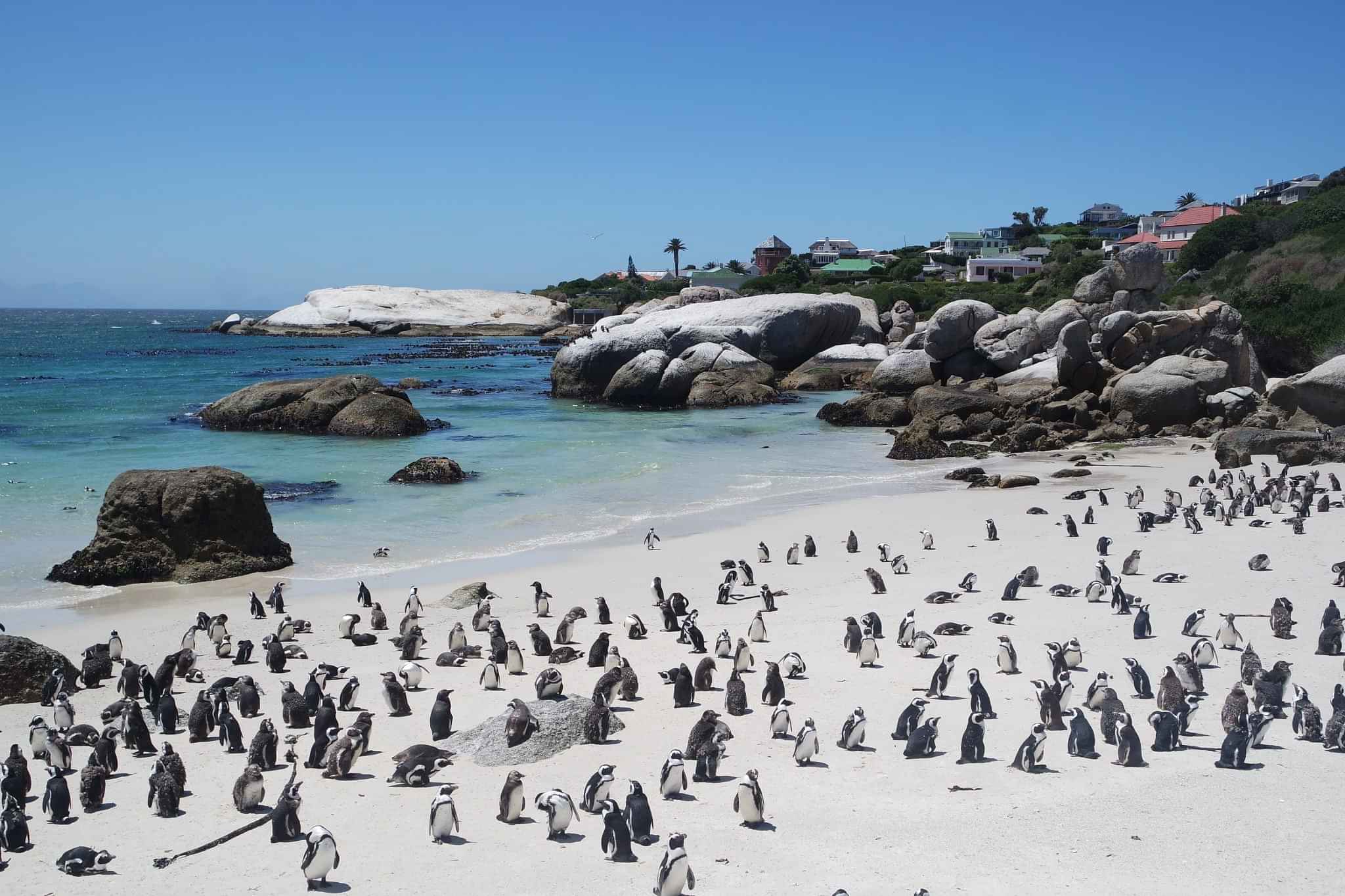 Boulders Beach Penguin Colony: Kayak Trip