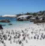Boulders Beach Penguin Colony: Kayak Trip