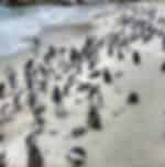 Cape Point and Boulder's Beach Penguins Tour: Including Park fee