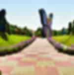 Explore Dubai Miracle Garden & Dubai Butterfly Park