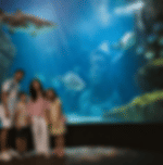 Bangkok - Sea Life Bangkok with Private Transfer