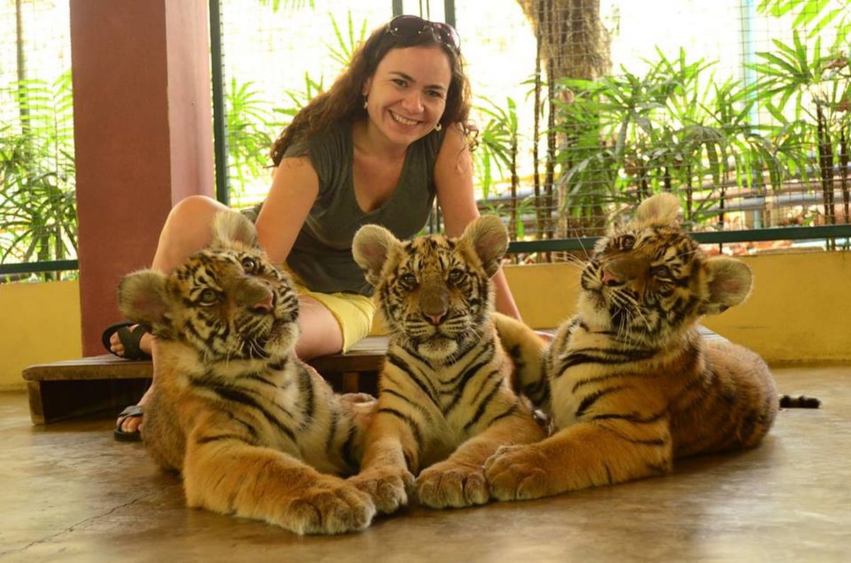 Phuket-Combo-3 Big Buddha,Tiger Park (smallest tiger) Feed Baby Elephant,Sunset Promthep Cape and Honey Farm with Shared Transfer