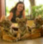 Phuket-Combo-3 Big Buddha,Tiger Park (smallest tiger) Feed Baby Elephant,Sunset Promthep Cape and Honey Farm with Shared Transfer