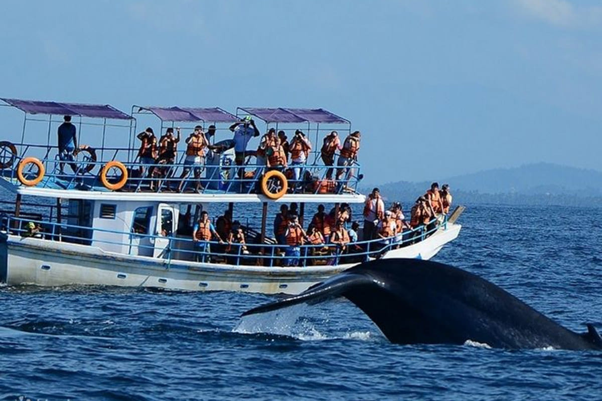 Mirissa Whale Watching Experience - Ocean Safari